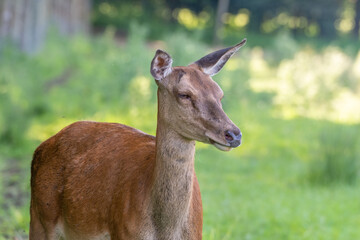 Close Up Young Female Red Deer 