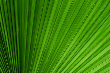 Green Leaf Texture background.