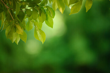 Fototapeta na wymiar Green leaf for nature on blurred background,.