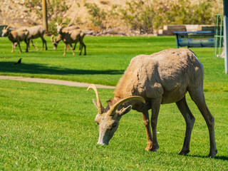 Many big horn sheep at Hemenway Park