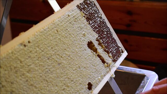 Honigwaben entdeckeln mit Entdeckelnungsgabel, Frauenh&auml;nde arbeiten in Imkerei, Honigernte bei der Bienenhaltung