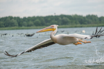 Pelican comun - Great white pelican - Pelecanus onocrotalus