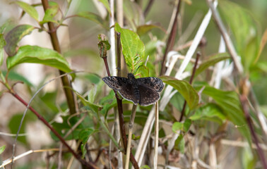 Wild Indigo Duskywing