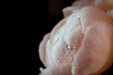 Pink peonies with dewdrops on an isolated black background. greeting card concept. poster on the wall.