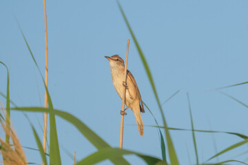 Lacar de stuf - Eurasian reed warbler - Acrocephalus scirpaceus