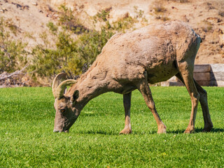 Many big horn sheep at Hemenway Park