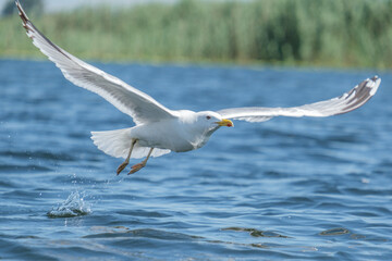 Pescarus pontic - Caspian gull - Larus cachinnans