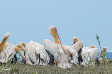 Pelicani comun - Great white pelican - Pelecanus onocrotalus