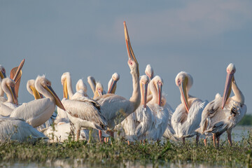 Pelicani comuni - Great white pelicans - Pelecanus onocrotalus