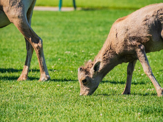 Fototapeta premium Many big horn sheep at Hemenway Park