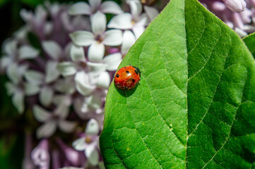 ladybug on a leaf