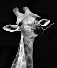 Girafa da espécie Giraffa camelopardalis a peto e branco isolada a negro