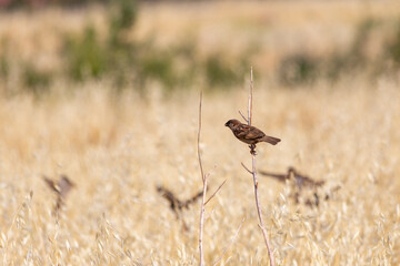 Sparrow perched on a bush. little bird