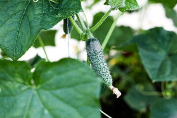 Cucumbers grow in a greenhouse, hang on a branch