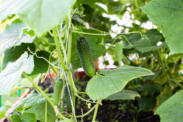 Cucumbers grow in a greenhouse, hang on a branch