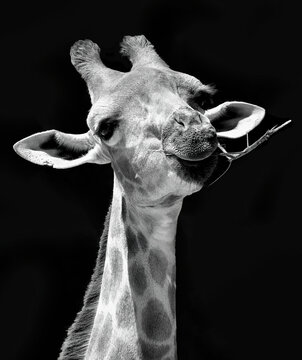 Girafa da esp&eacute;cie Giraffa camelopardalis a peto e branco isolada a negro