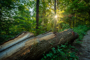 Sunstar in forest with old trunk on soil