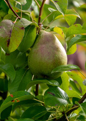 pear on a tree branch, lightly staining fruit in the autumn