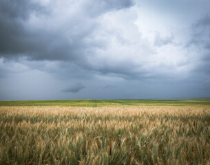 Obraz premium Gloomy storm clouds over wheat field in the eastern Colorado, USA farmland