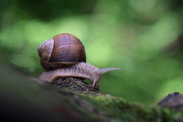 Weinbergschnecke im Wald
