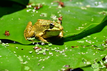 RANA