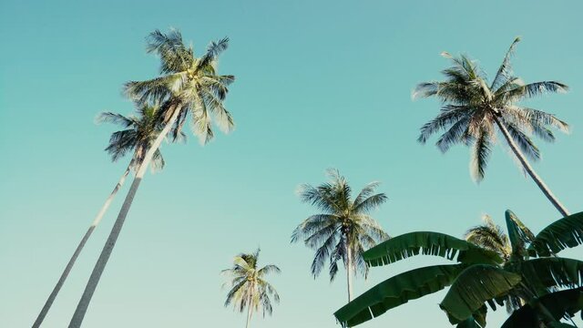 Bottom up view of palm trees and blue sky on a summer day