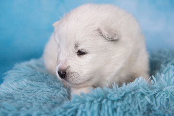 White fluffy small Samoyed puppy dog is sitting on blue