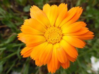 orange flower in the garden