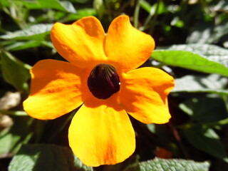 yellow flower