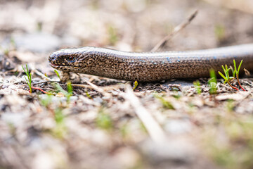 Blindworm in the german forrest