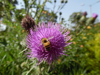 bee on a thistle