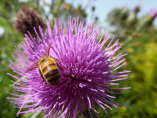 bee on a flower