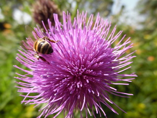 bee on a thistle