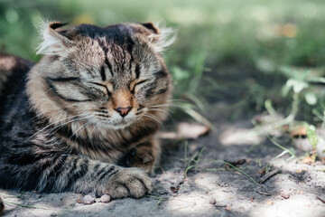 Naklejka na ściany i meble Grey striped cat napping on the green grass