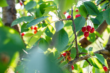 clusters of ripe red cherries hanging on a cherry tree branch with green leaves and blurred background. kind of fruit. Summer season. Eco food. Sunbeams. place for text. background.