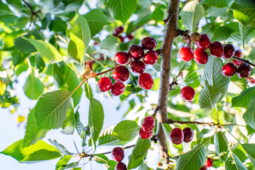 clusters of ripe red cherries hanging on a cherry tree branch with green leaves and blurred background. kind of fruit. Summer season. Eco food. Sunbeams. place for text. background.