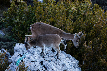 Mountain goat in Ports de Beseit, Tarragona, Spain