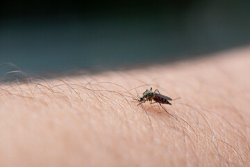mosquito close-up drinks blood on human skin, soft focus, blur