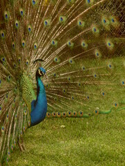 Obraz premium peacock with feathers