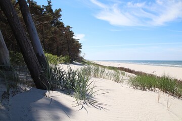 Plaża nad morzem bałtyckim i jej nadmorska roślinność  - obrazy, fototapety, plakaty