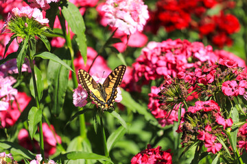 Butterfly on blossom pink flower on green meadow