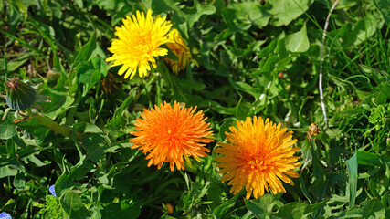 활쫙 핀 민들레꽃