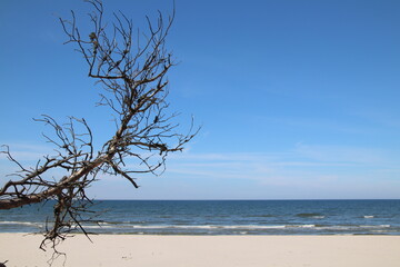 Konary drzew na plaży w morskiej scenografii - Łeba 