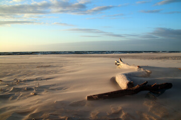 Konary drzew na plaży w morskiej scenografii - Łeba  © mxm