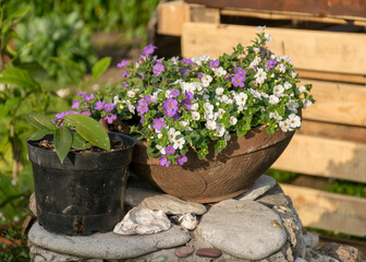 Fototapeta na wymiar garden flowers in pots, flowering plants and flowers in the summer garden