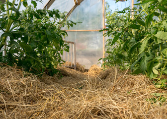 healthy tomato seedlings in a greenhouse, land mulched with hay, growing vegetables, gardening as a hobby, home-grown tomatoes