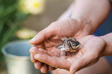 chick that has fallen out of the nest. Close-up of a small sparrow chick sitting in the arms of a person who wants to help him. Rescue, care and protection of birds.