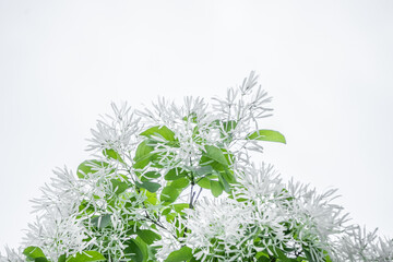 Closeup of weeping Higgin cherry tree white petals and branch