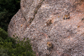 Mountain goat in Montserrat mountain, Barcelona, Spain