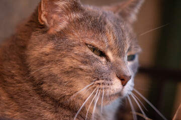 Close up photo of a stripes cat , a cat whose fur is mottled